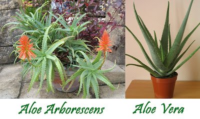 aloe arborescens vs aloe vera