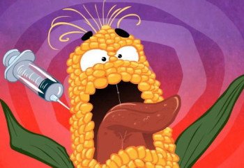 Năm 2015, Việt Nam khai triển giống bắp GM đại trà. Hơi chậm? Các tay trùm GM, như Monsanto, Syngenta lời ròng cả tỉ USD thì việc tài trợ nghiên cứu của họ chỉ là chuyện nhỏ, kể cả chi phối kết quả nghiên cứu.