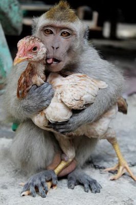 Năm khỉ, chẳng ai ăn thịt khỉ, nhưng làm trò khỉ trong thực phẩm thì khá nhiều. Năm tới là năm gà. Thịt gà tương dối lành (trừ gà móng đỏ). Tôi sẽ tôi khai bút với bài gà. Hẹn bạn đọc đầu năm Gà.