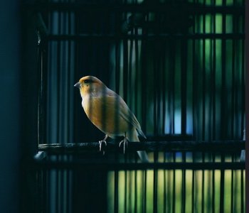 imprisoned bird