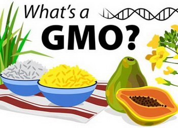 GMO